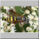 Gorytes laticinctus - Grabwespe w01d 11mm - OS-Hellern Waldwiese det.jpg